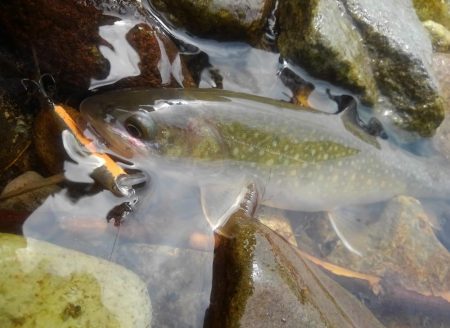 今シーズン初の尺イワナ